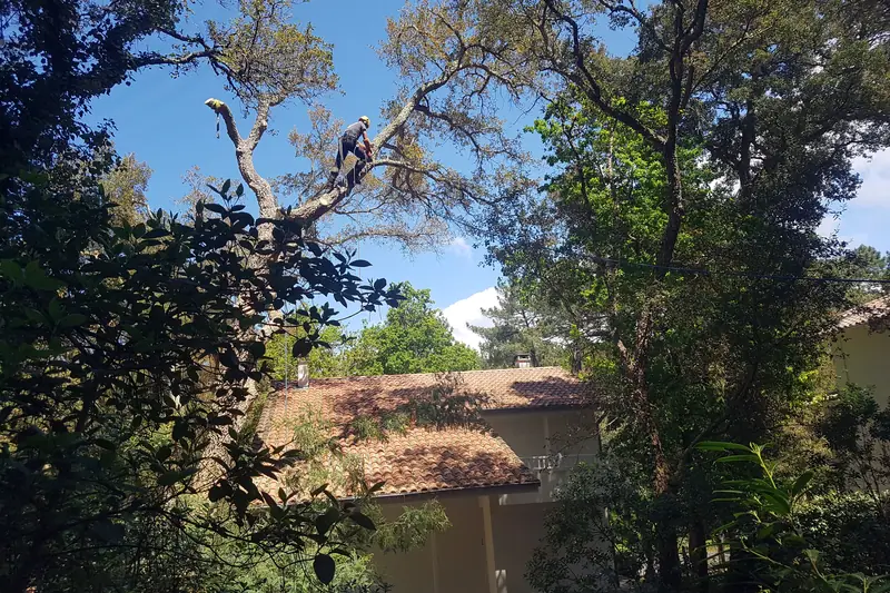 Élagueur grimpeur en progression dans un arbre, travail sur corde